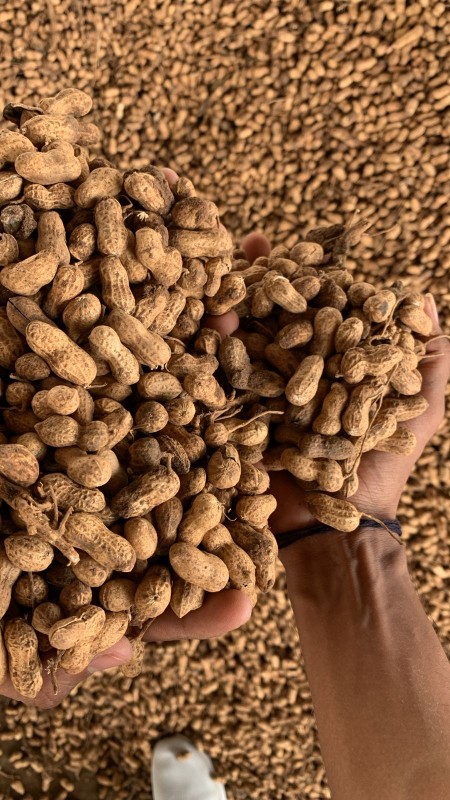 Groundnut | Peanut | 12024210 from India